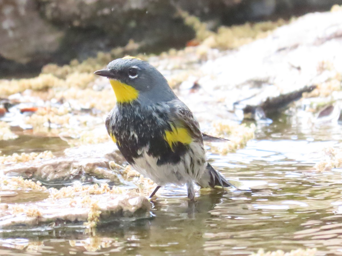 Yellow-rumped Warbler (Audubon's) - ML618585889