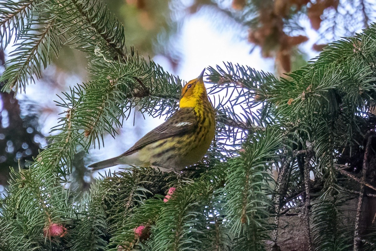 Cape May Warbler - ML618585938
