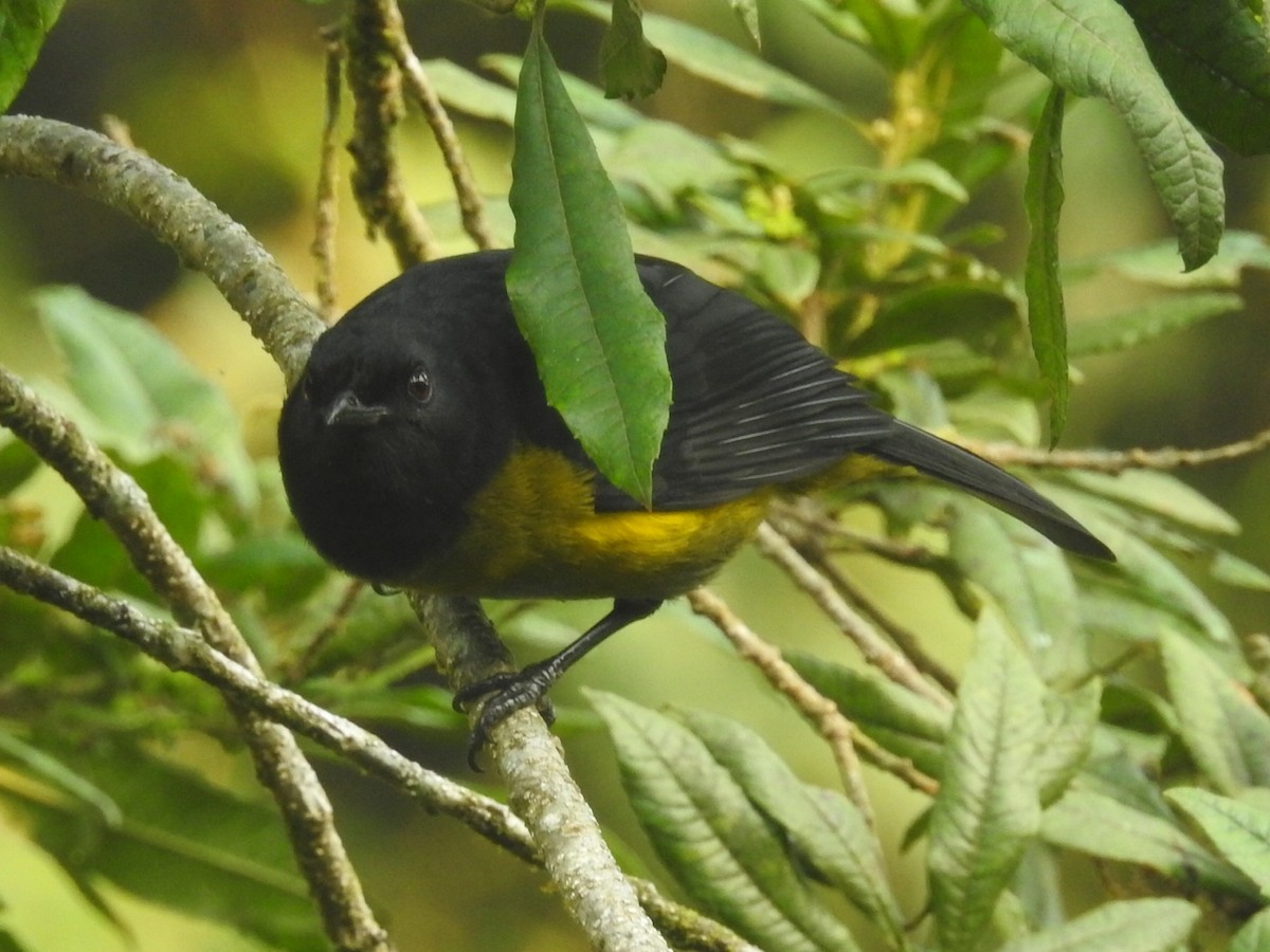 Black-and-yellow Silky-flycatcher - ML618586005