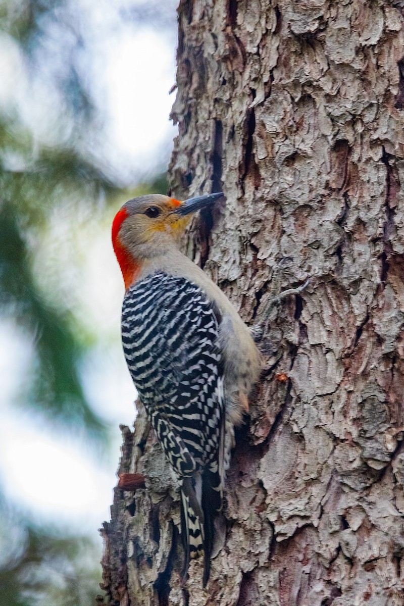 Red-bellied Woodpecker - ML618586010