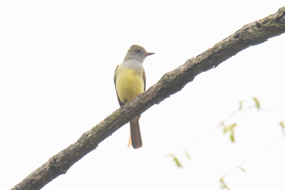 Great Crested Flycatcher - ML618586033