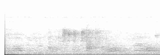 Antillennachtschwalbe - ML618586035