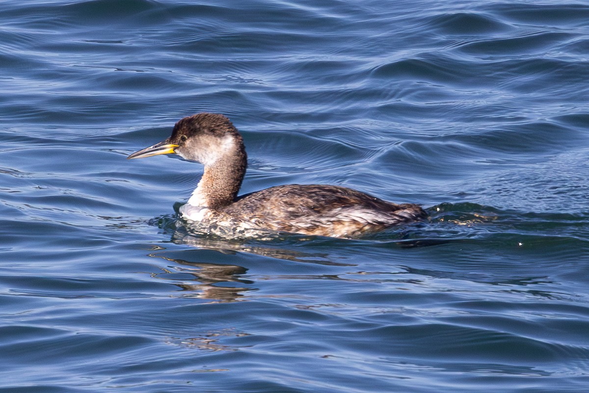 Red-necked Grebe - ML618586105
