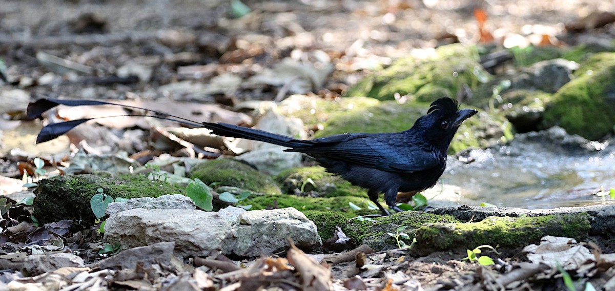 Greater Racket-tailed Drongo - ML618586118