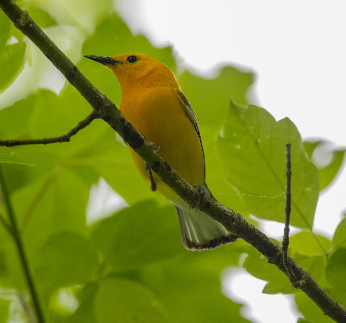 Prothonotary Warbler - ML618586121