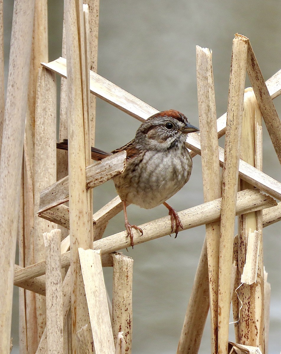 Swamp Sparrow - Tova Mellen