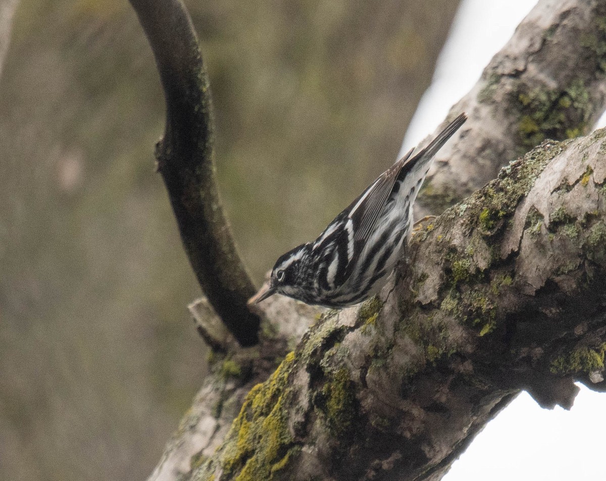 Black-and-white Warbler - ML618586151