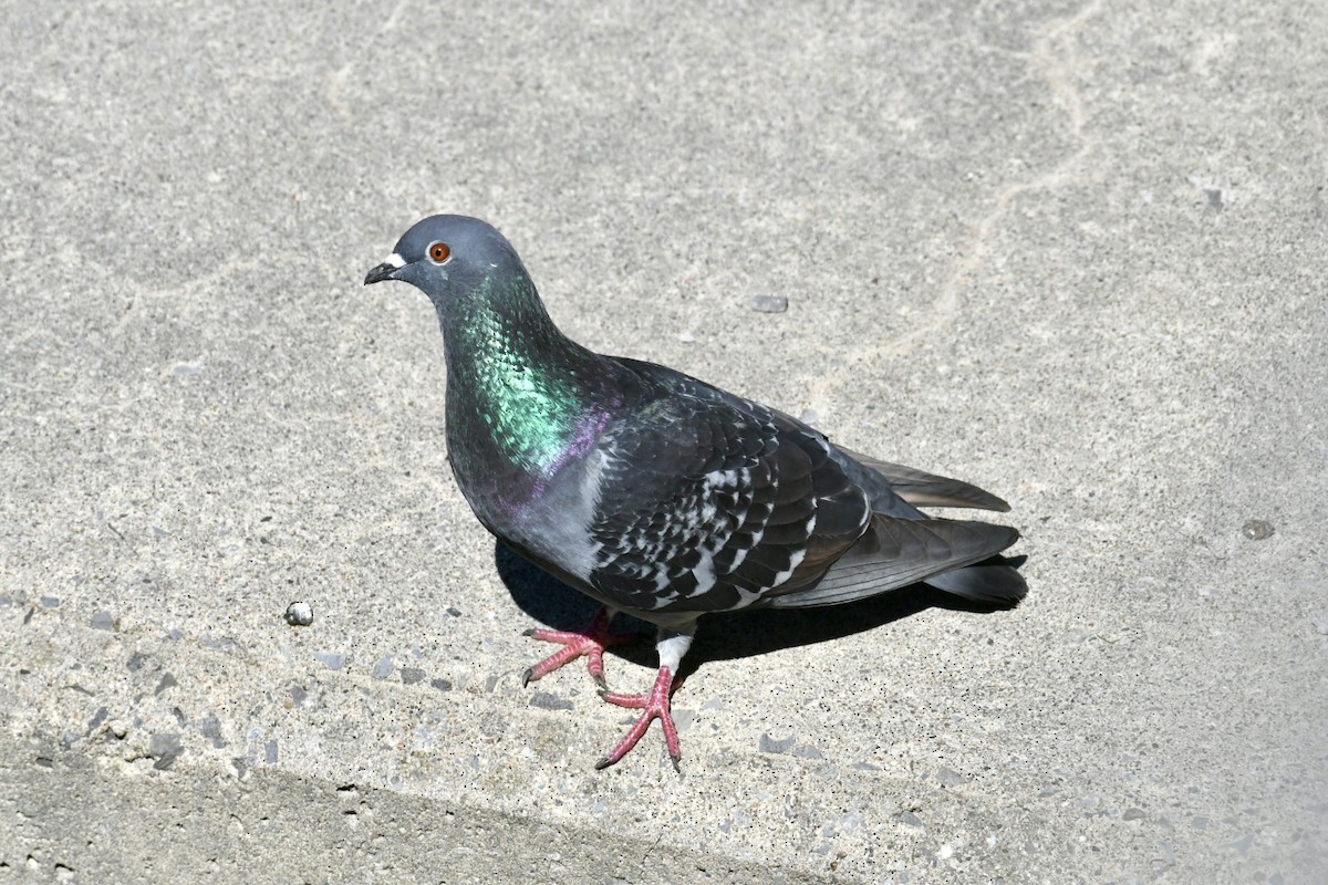 Сизый голубь (Одомашненного типа) - ML618586161