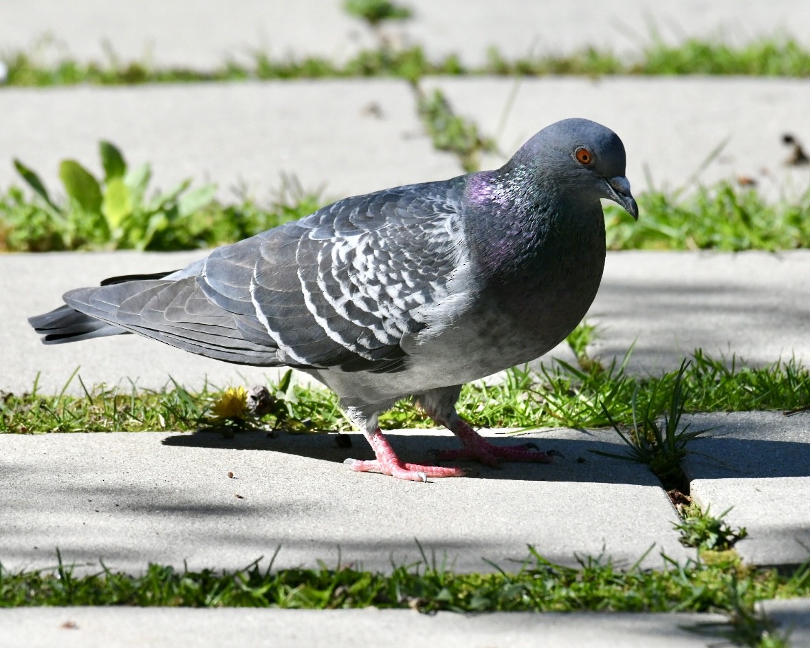 Pigeon biset (forme domestique) - ML618586162
