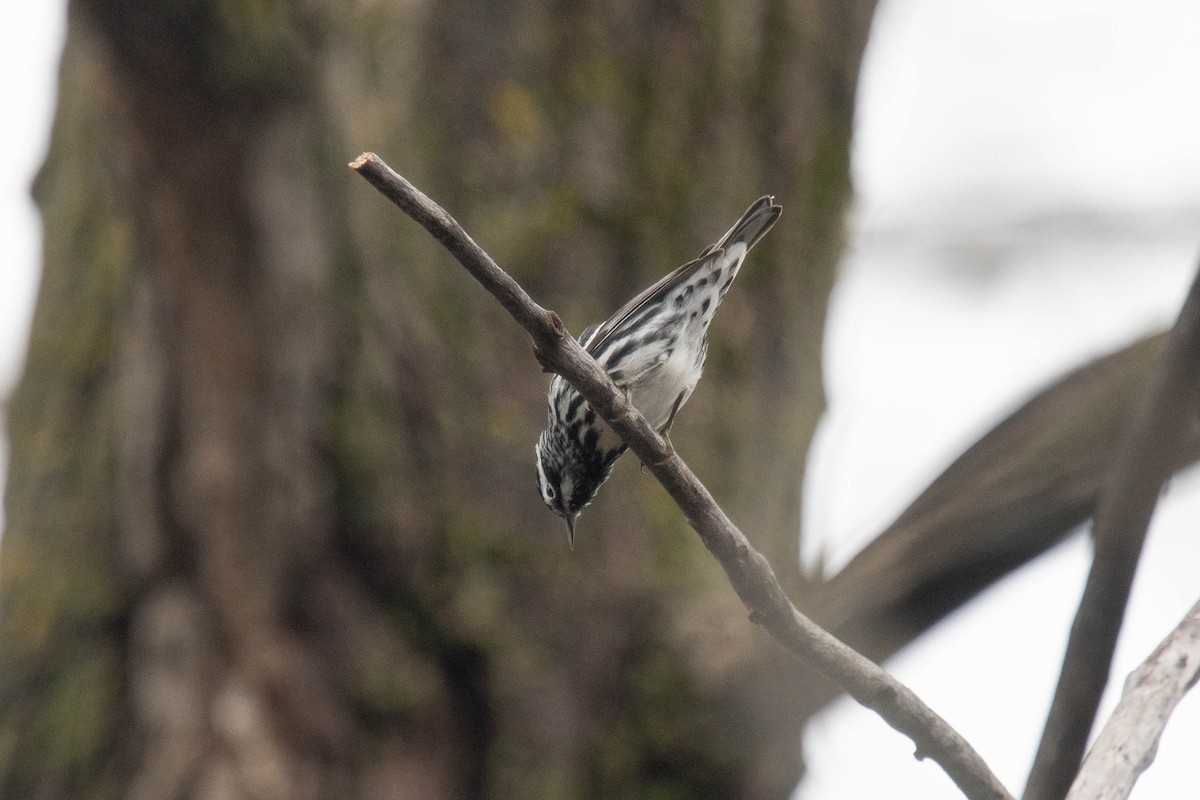 Black-and-white Warbler - ML618586179