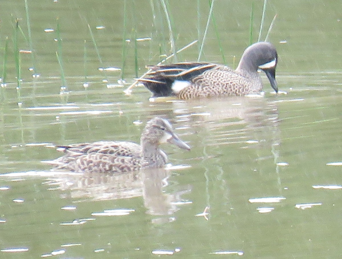 Blue-winged Teal - ML618586192