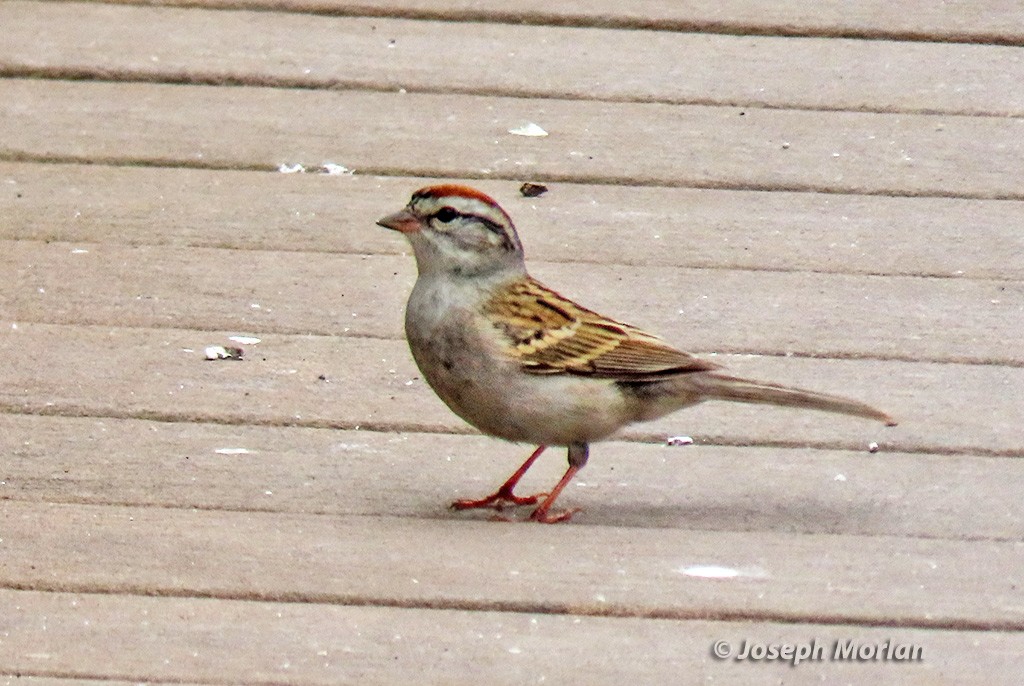 Chipping Sparrow - ML618586197