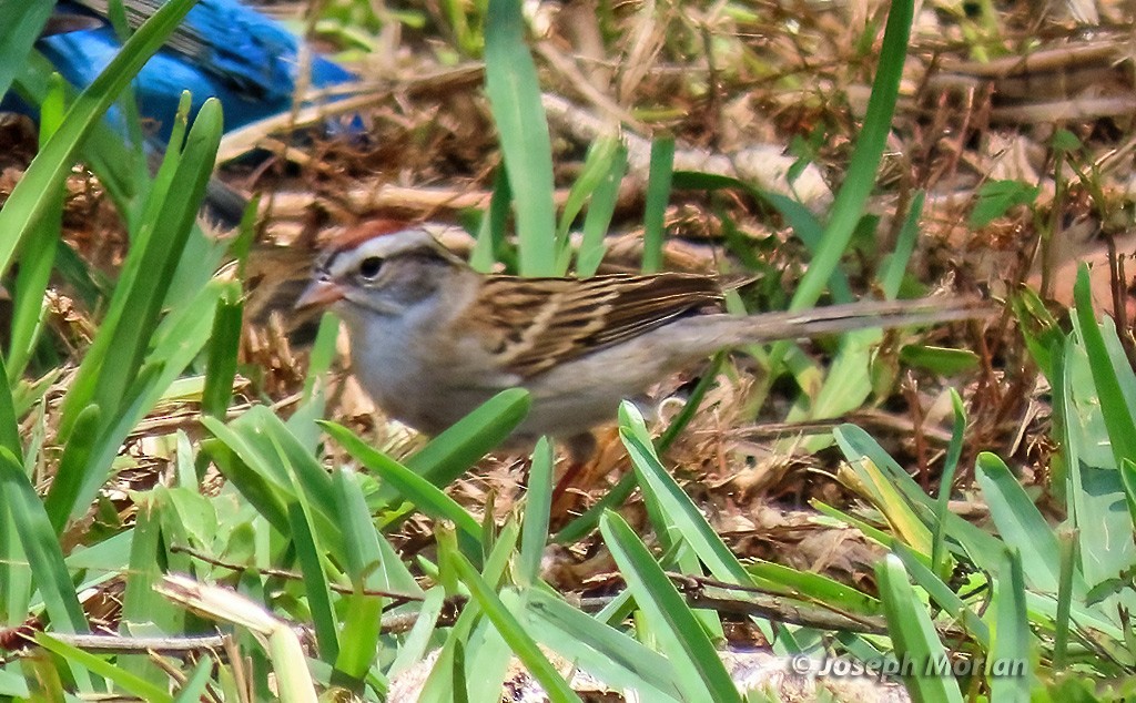 Chipping Sparrow - ML618586198
