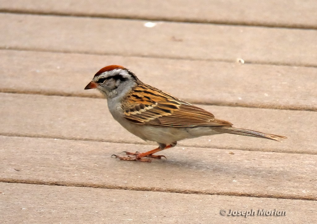 Chipping Sparrow - Joseph Morlan