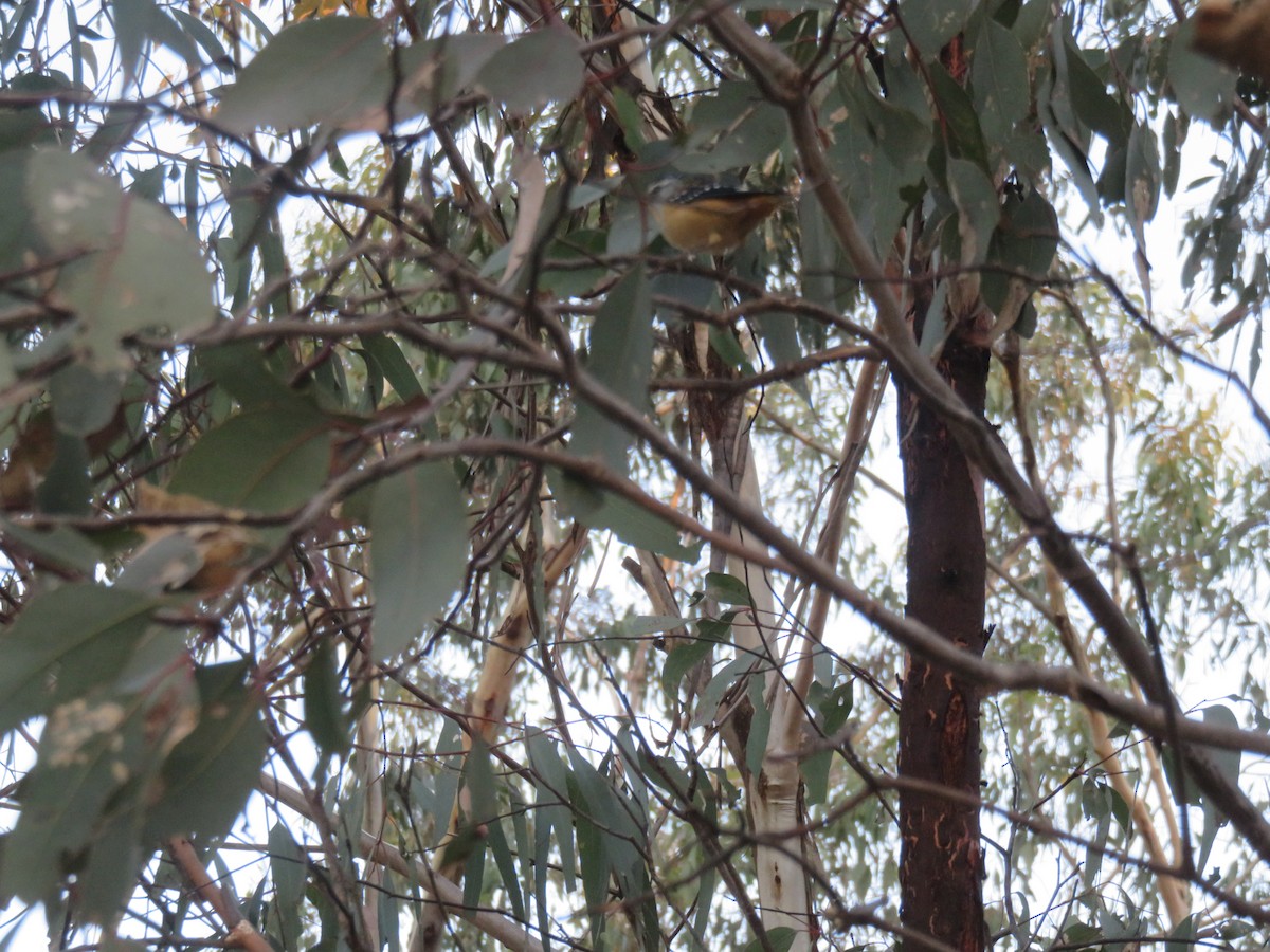 Spotted Pardalote - ML618586261