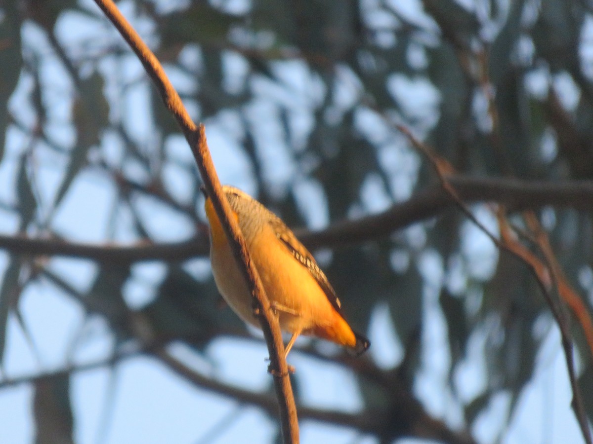 Spotted Pardalote - ML618586262