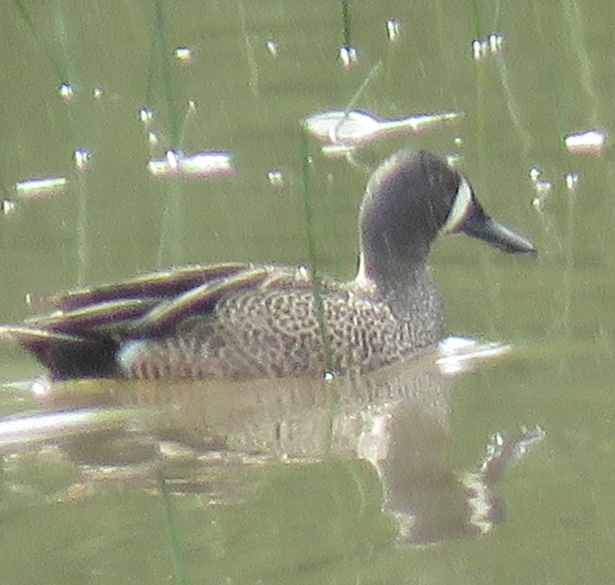 Blue-winged Teal - ML618586265