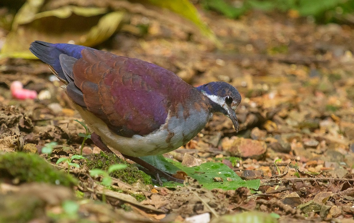 Purple Quail-Dove - ML618586420