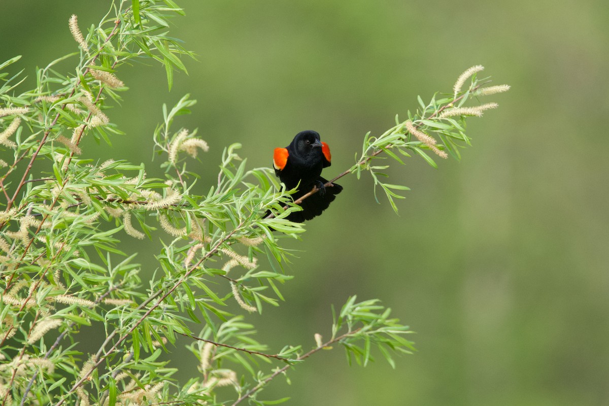 Red-winged Blackbird - ML618586479