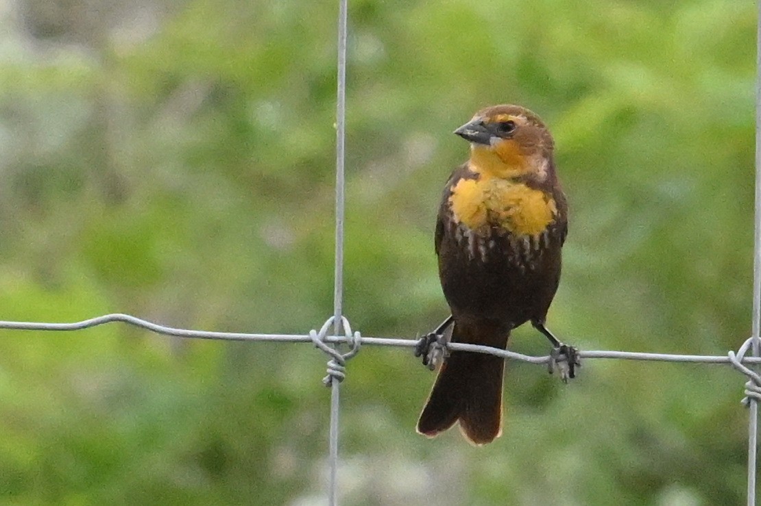 Yellow-headed Blackbird - ML618586500