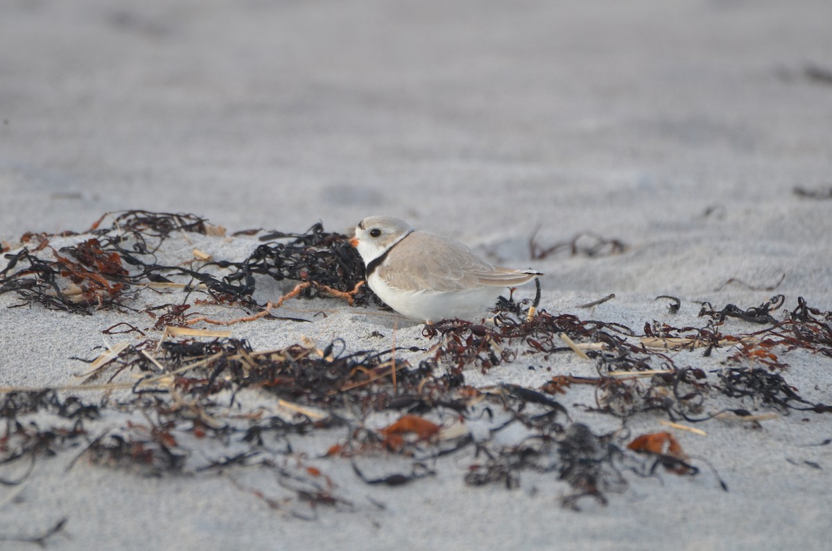 Piping Plover - ML618586518