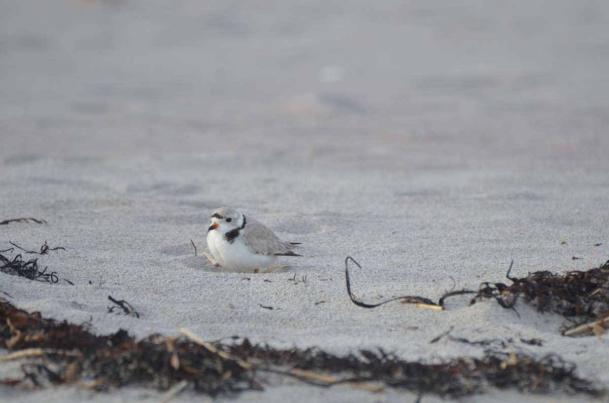 Piping Plover - ML618586519