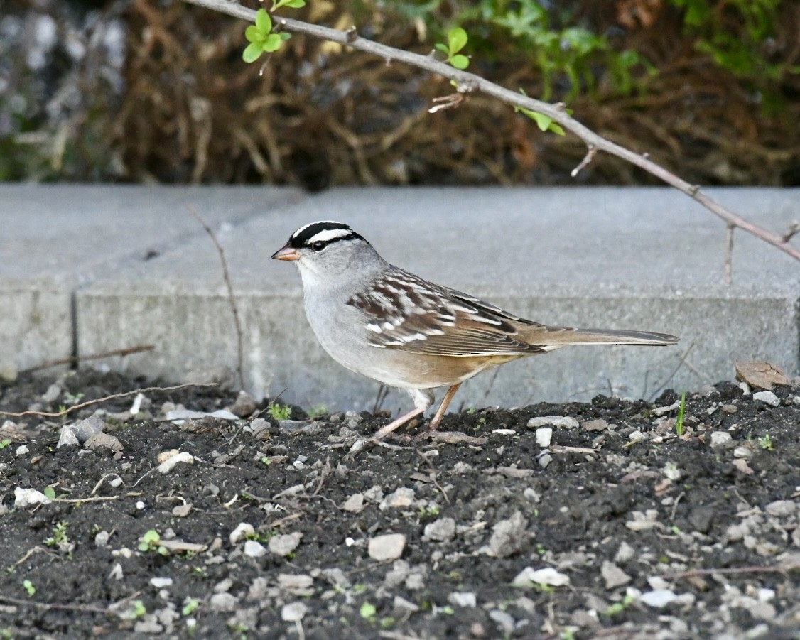 White-crowned Sparrow - ML618586525