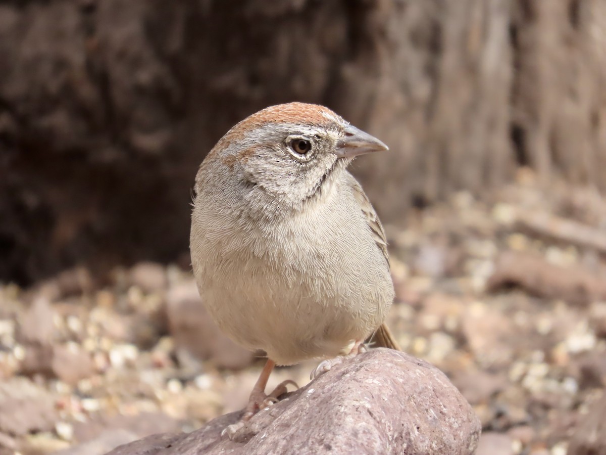 Rufous-crowned Sparrow - ML618586542
