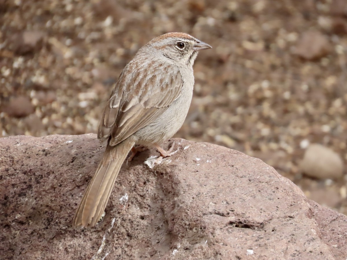 Rufous-crowned Sparrow - ML618586543