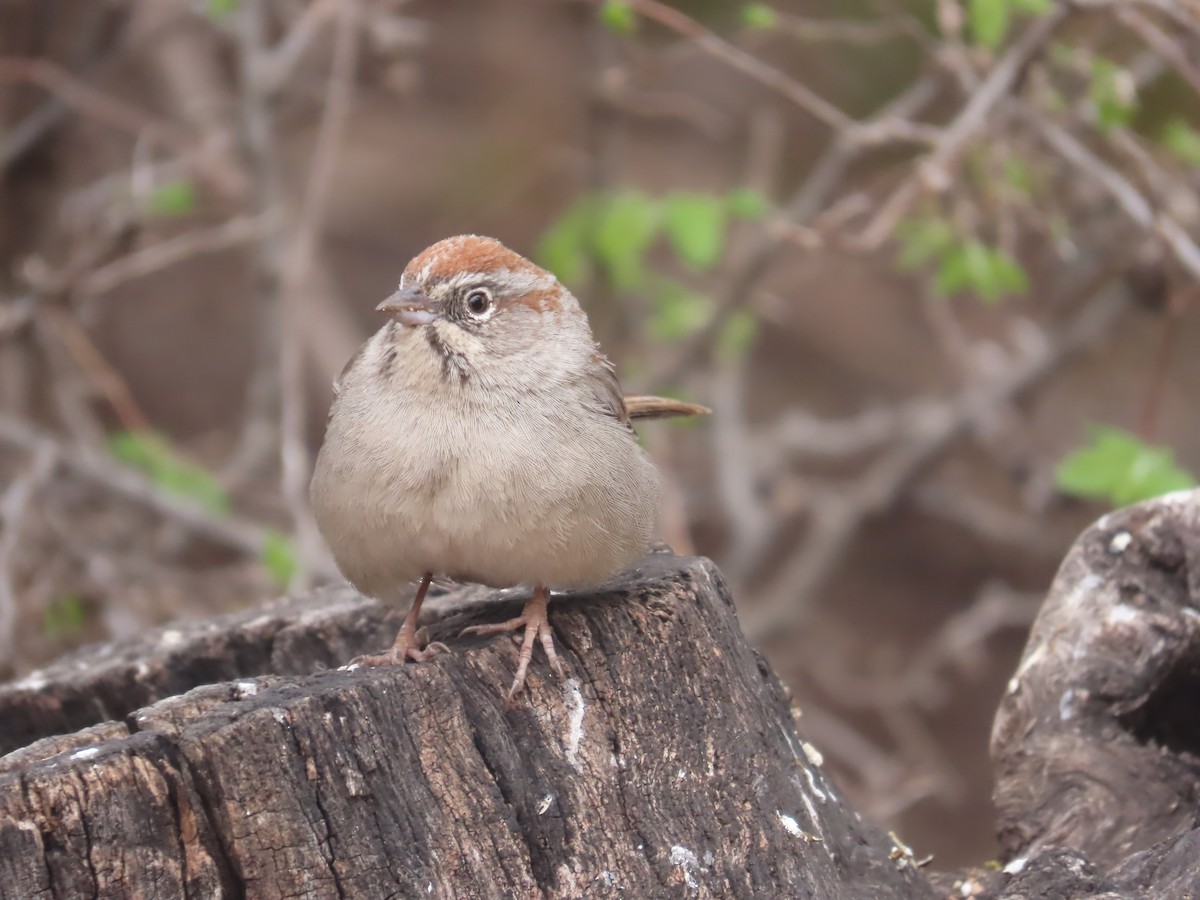 Rufous-crowned Sparrow - ML618586544