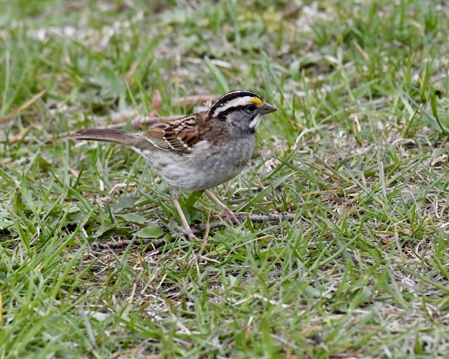 White-throated Sparrow - ML618586557