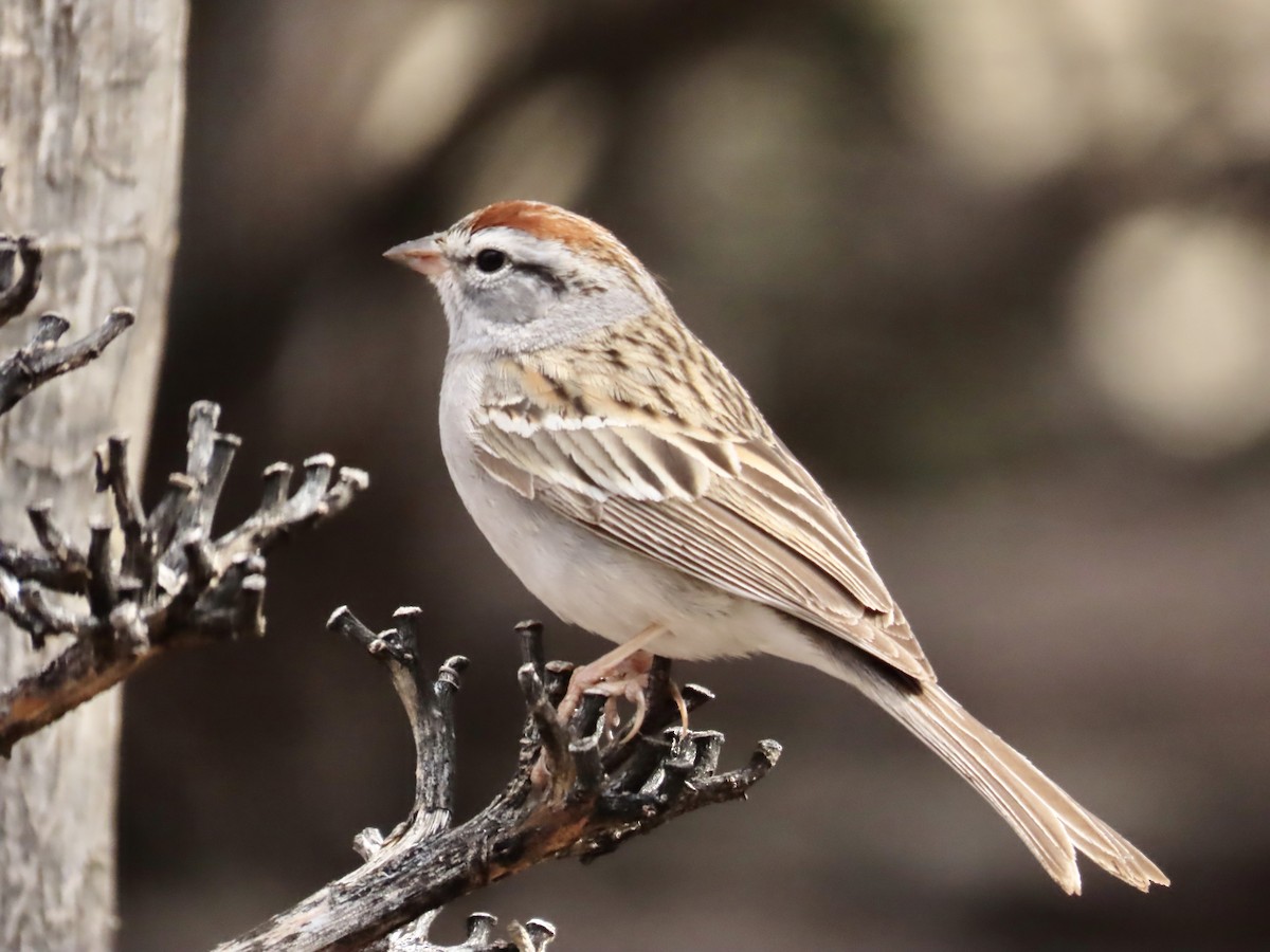 Chipping Sparrow - ML618586565