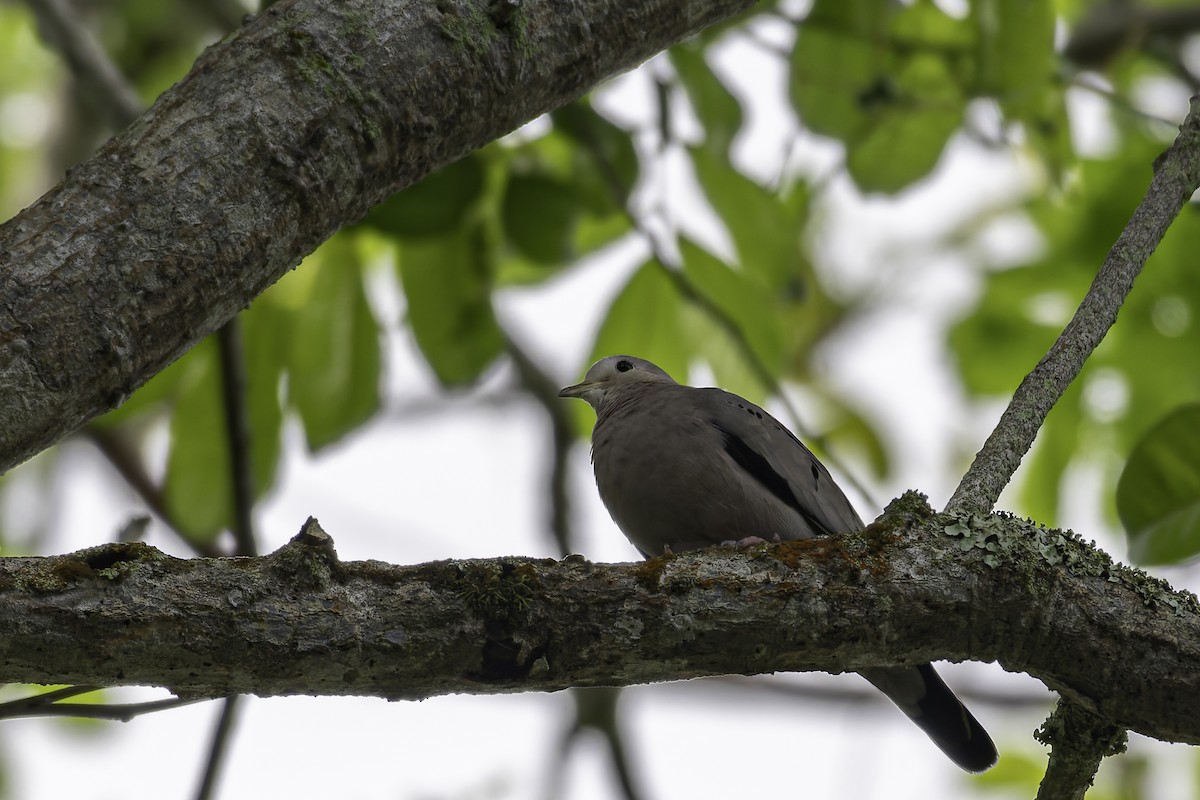 Ecuadorian Ground Dove - ML618586597