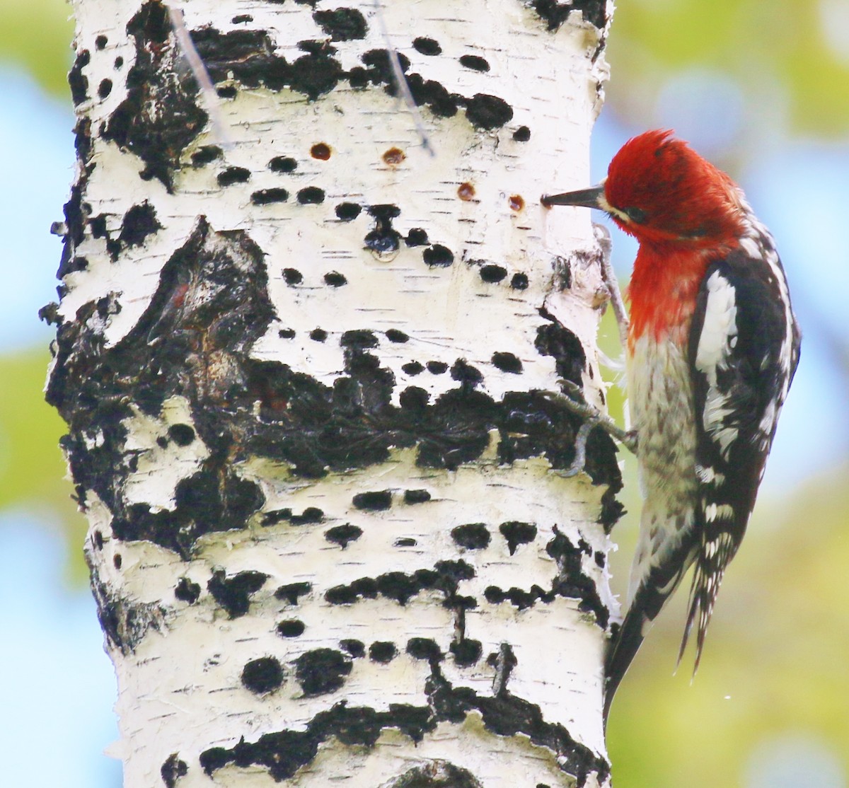 Red-breasted Sapsucker - ML618586606