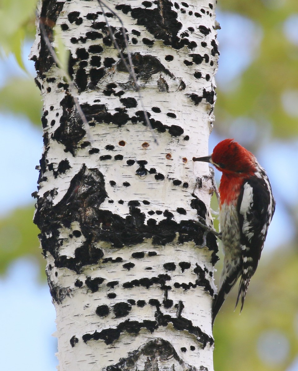 Red-breasted Sapsucker - ML618586607