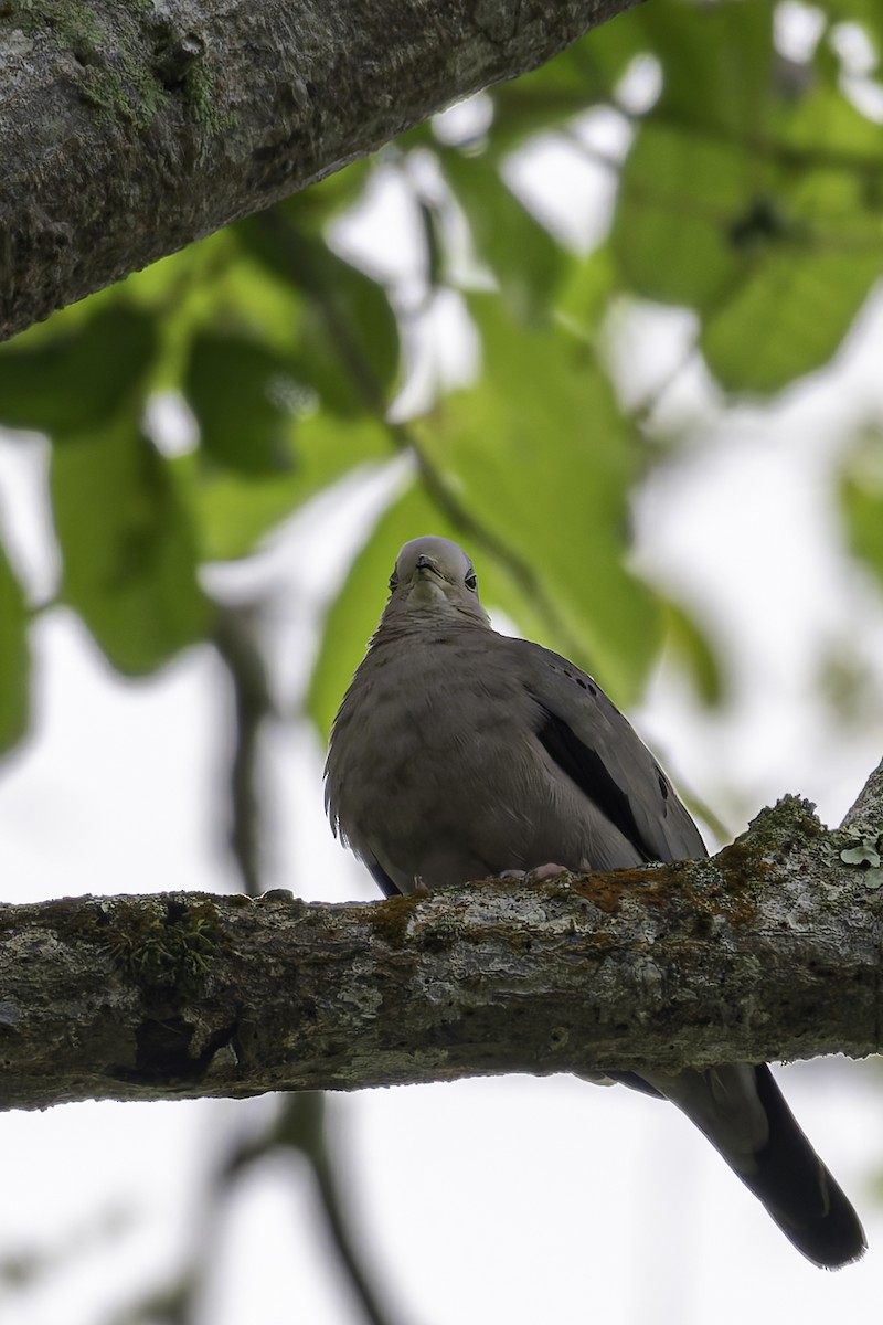 Ecuadorian Ground Dove - George Roussey