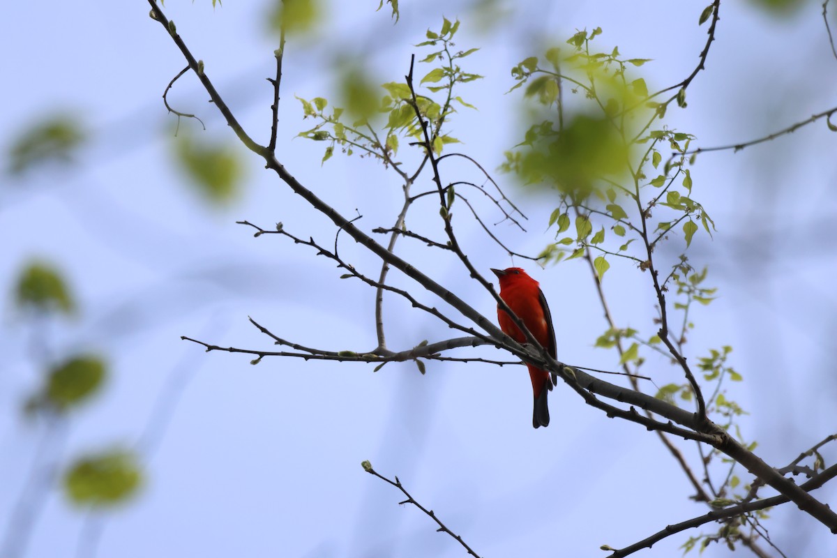 Scarlet Tanager - ML618586614