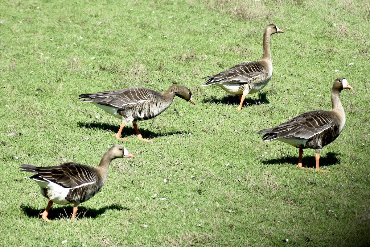 Greater White-fronted Goose - Alena Capek