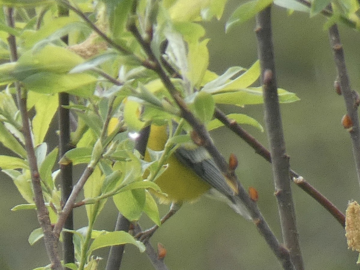 Blue-winged Warbler - Cory Ross