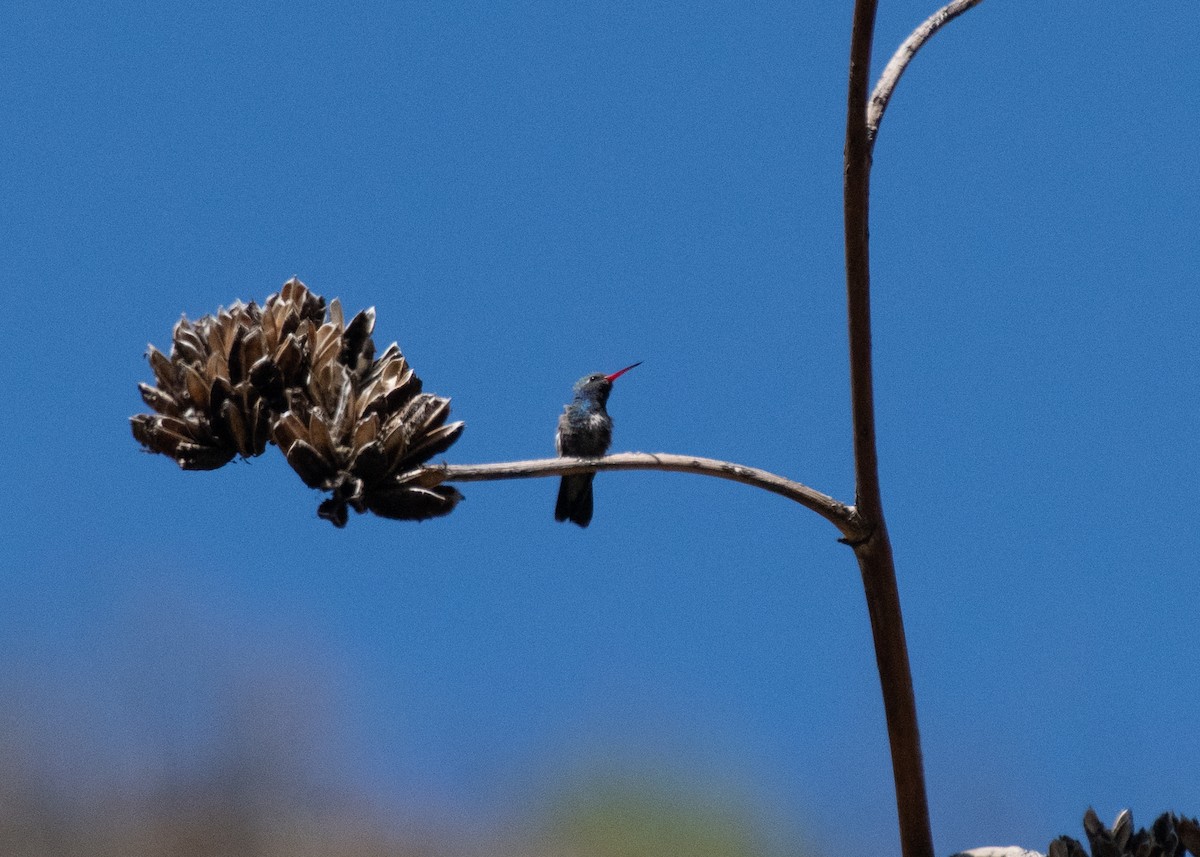 Broad-billed Hummingbird - ML618586715