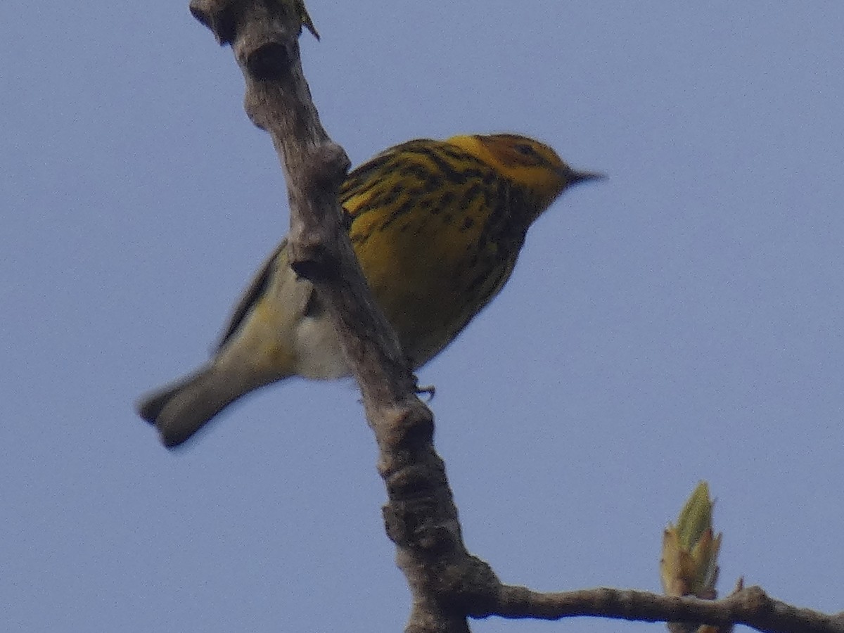Cape May Warbler - ML618586754