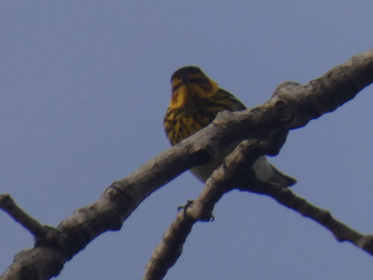 Cape May Warbler - ML618586755