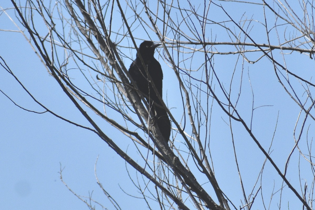 Great-tailed Grackle - ML618586767