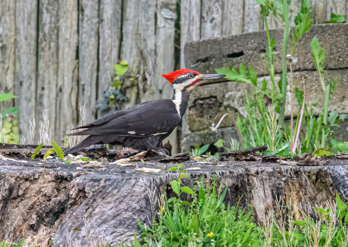 Pileated Woodpecker - ML618586787