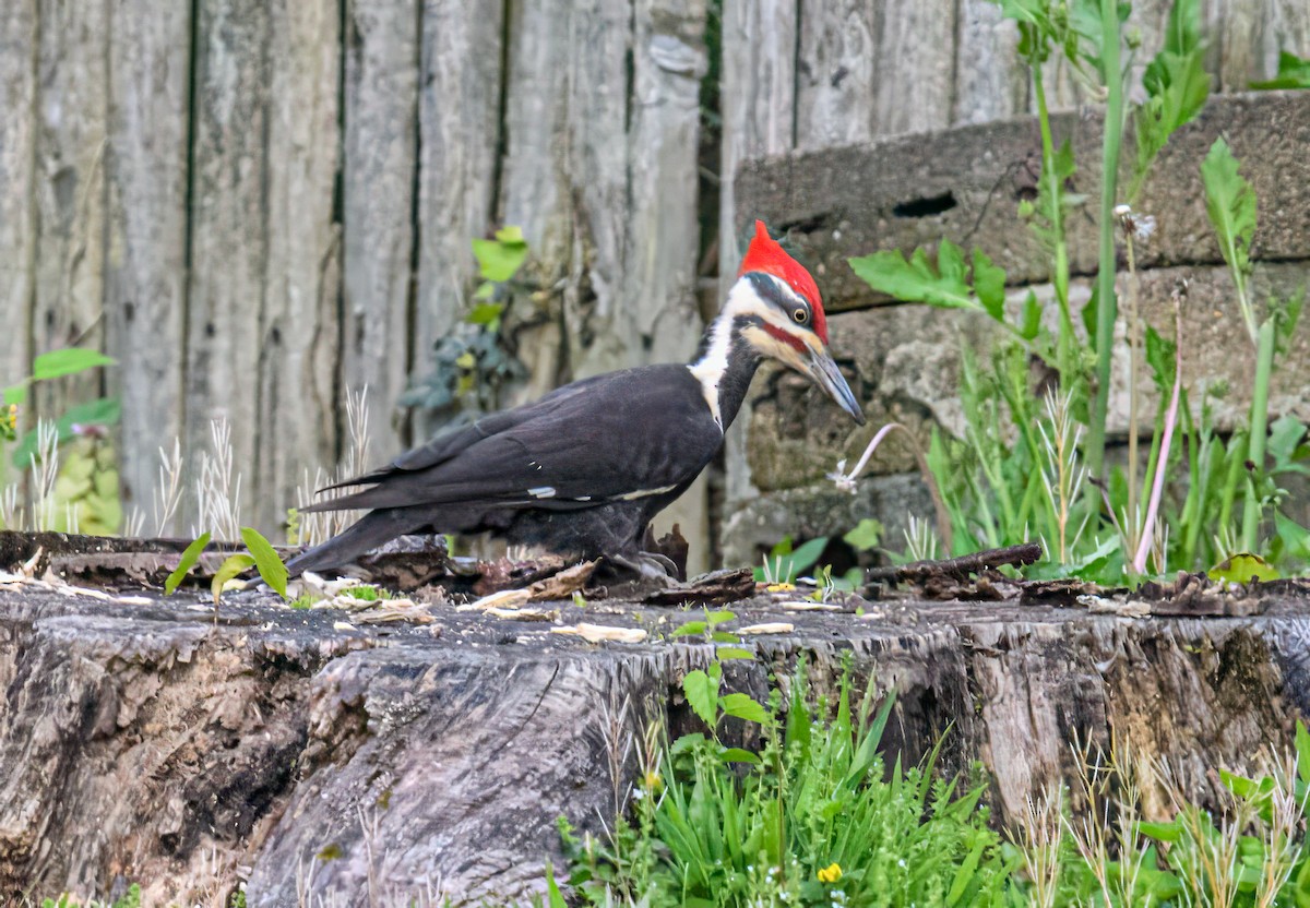 Pileated Woodpecker - ML618586788