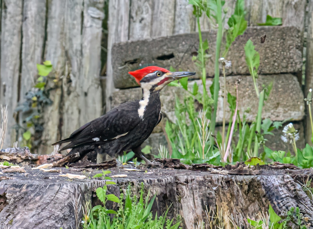 Pileated Woodpecker - Bert Filemyr