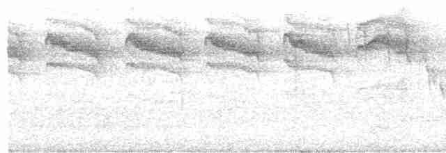 nordmyggsmett (caerulea) - ML618586815