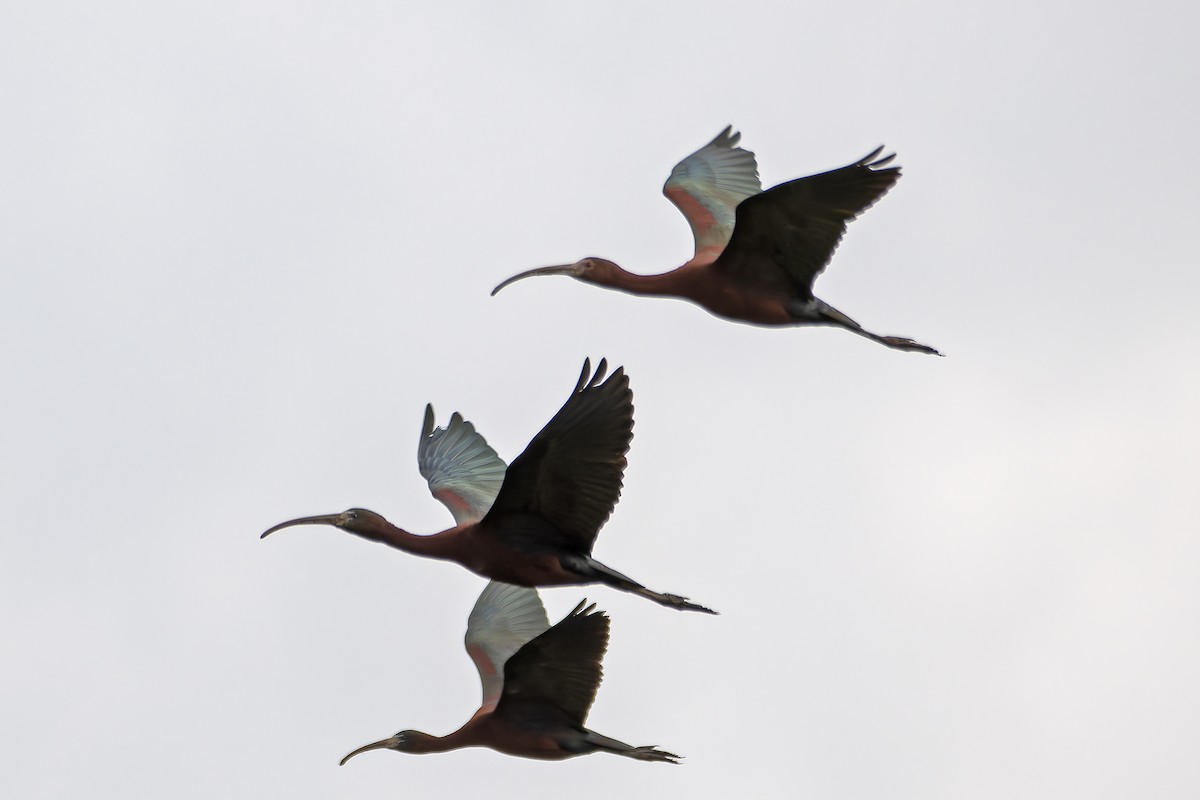 ibis americký - ML618586817