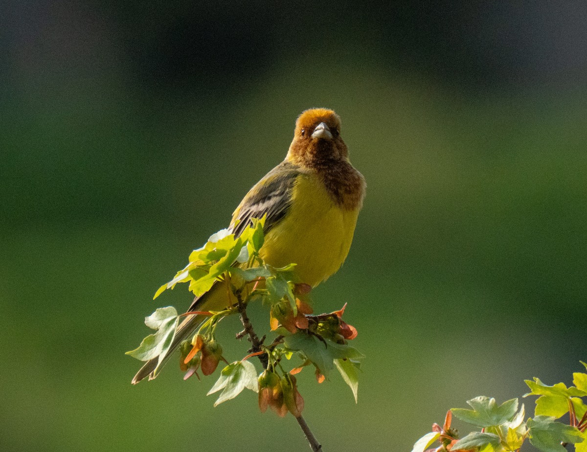 Red-headed Bunting - ML618586823