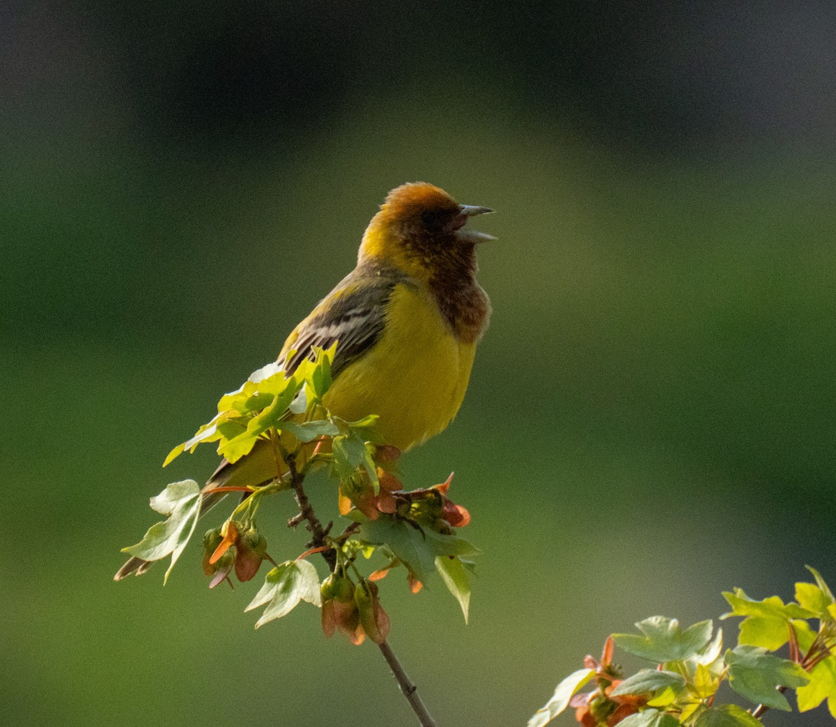 Red-headed Bunting - ML618586824